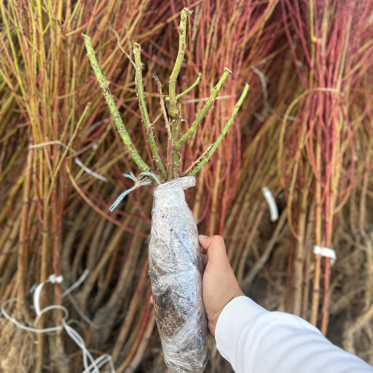 Butas Trandafiri Cataratori "Orange Dream" Anul 3 - Rădăcină Împachetată