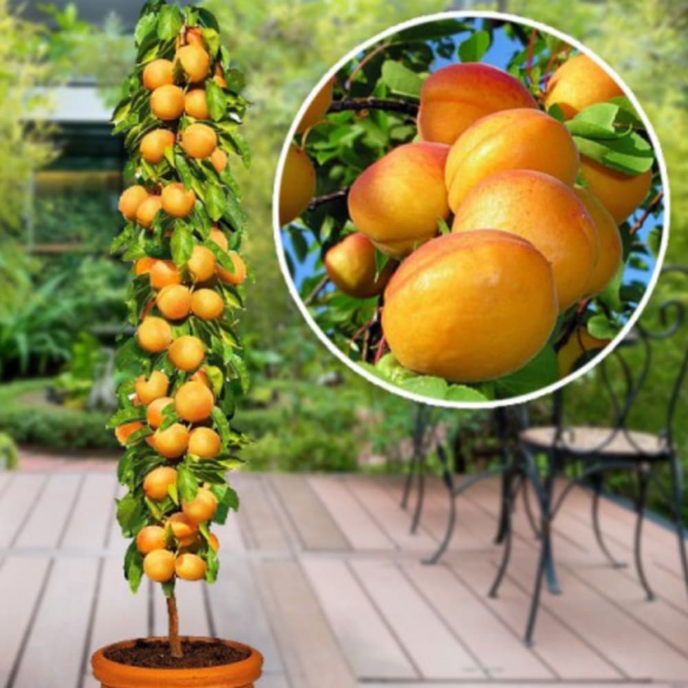 Cais Columnar "Moorpark", Pom Fructifer Anul 3