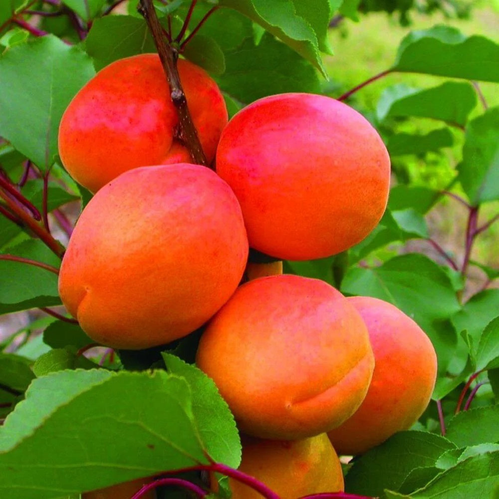 Pom Fructifer Anul 4 - Cais "N.J.A 19", PE ROD 180-200cm