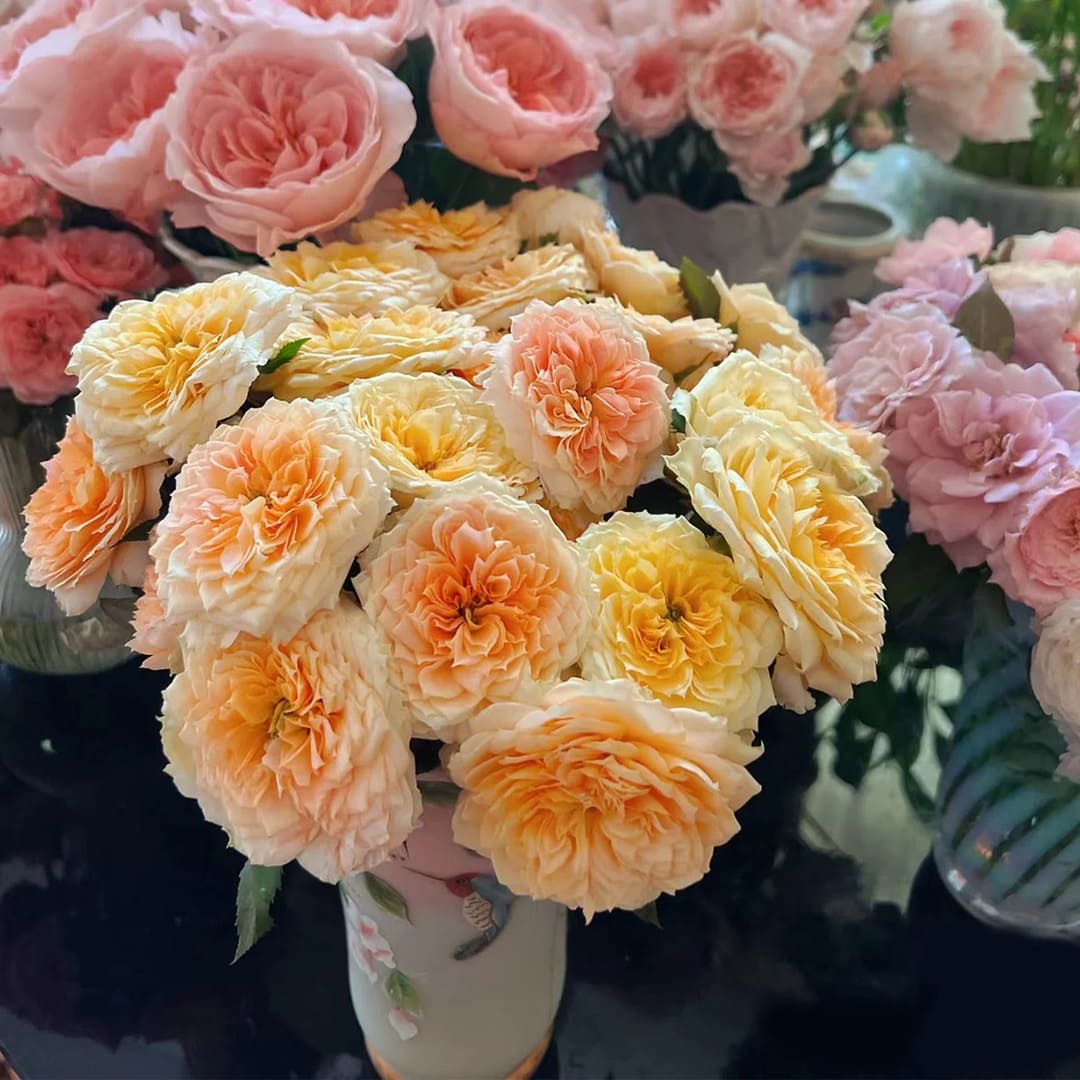 Trandafir Parfumat "Caramel Antike", Anul 4