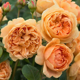 Trandafir Parfumat Floribunda "Carolyn Knight", Ghiveci 3L, Anul 4