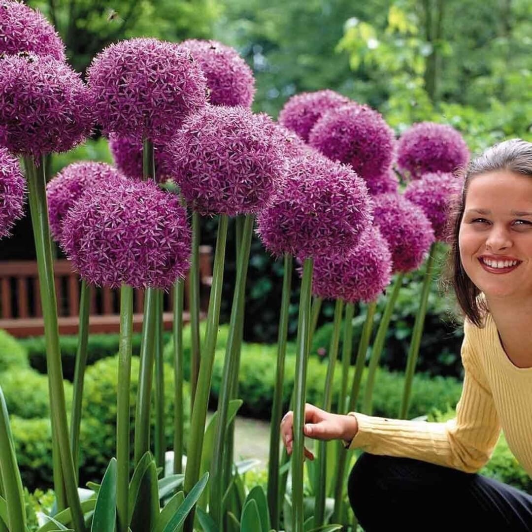 Bulbi Ceapa Ornamentala Allium "Globe Master", 1 Bucata