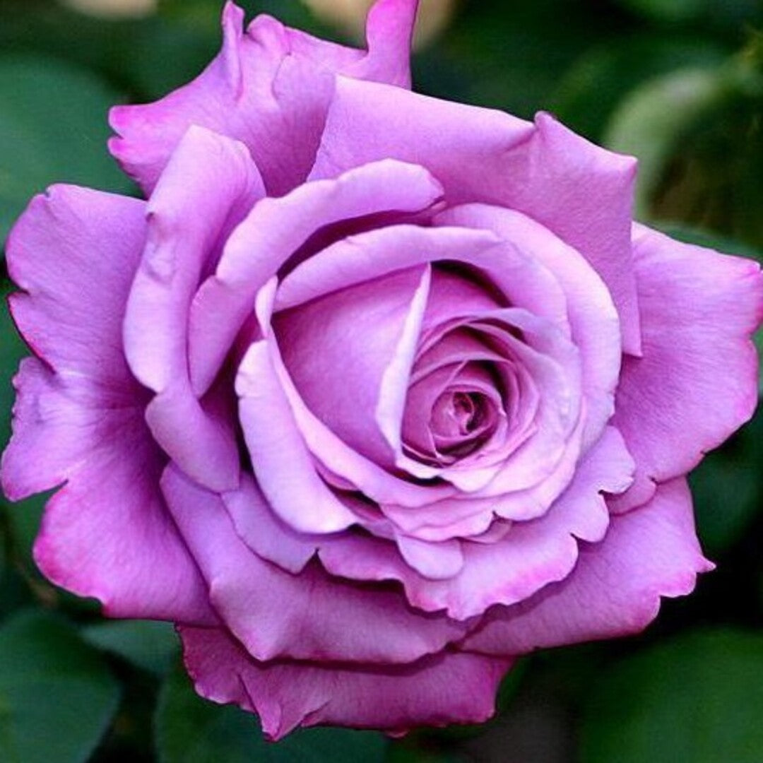 Trandafir Parfumat "Charles de Gaulle", Anul 4