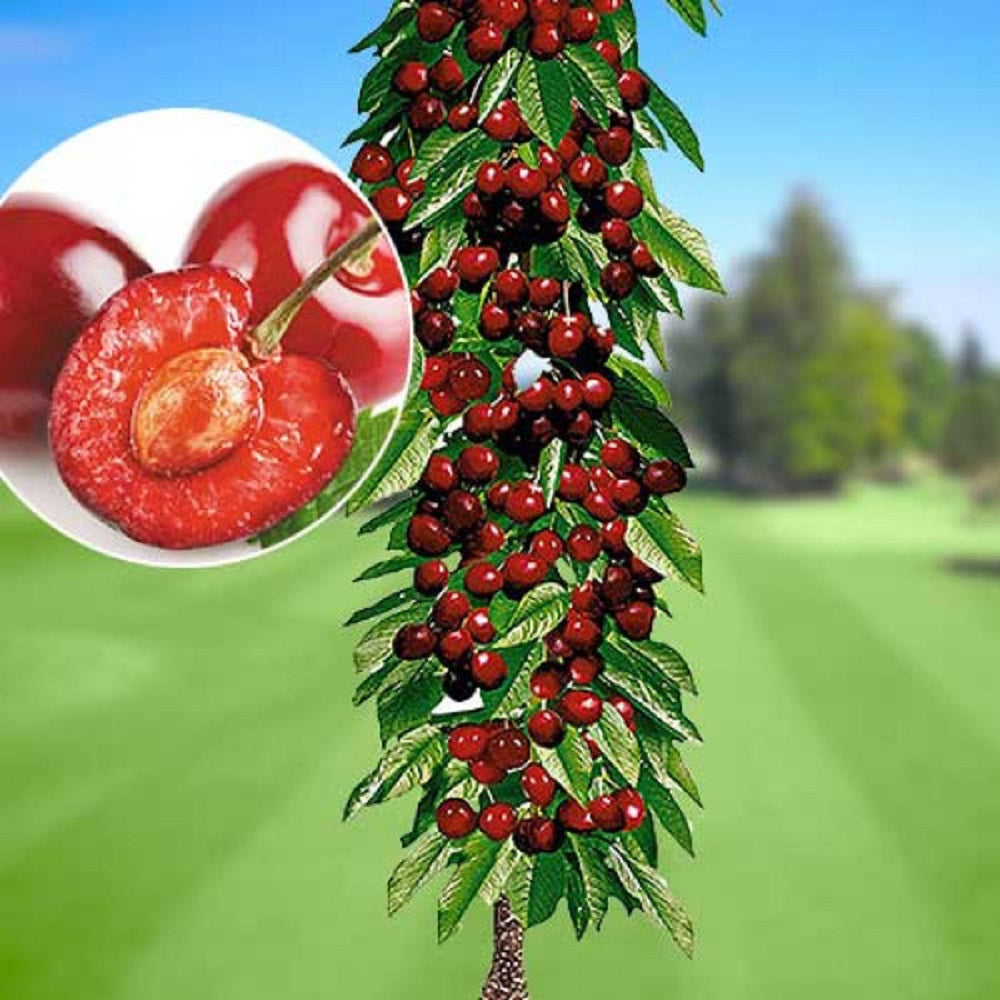 Cires Columnar "Boambe de Cotnari", Pom Fructifer Anul 3