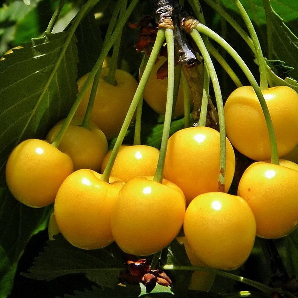 Pom Fructifer Anul 4 - Cires "Galben", PE ROD 180-200cm