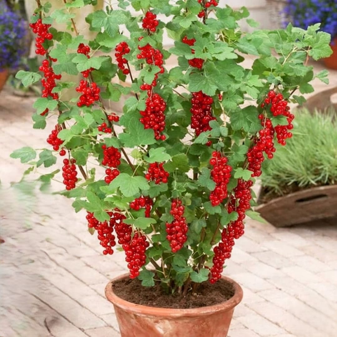 Coacaz Rosu la Ghiveci 3L H 60-70cm, Pe Rod