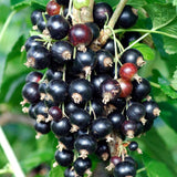 Coacaz Negru la Ghiveci 3L H 60-70cm, Pe Rod