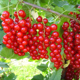 Coacaz Rosu la Ghiveci 3L H 60-70cm, Pe Rod