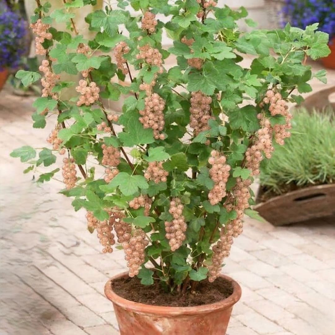 Coacaz Roz la Ghiveci 3L  H 60-70cm, Pe Rod
