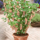 Coacaz Roz la Ghiveci 3L  H 60-70cm, Pe Rod