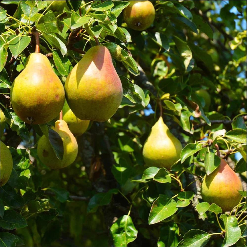 Pom Fructifer Anul 4 - Par "Conference" PE ROD 180-200cm