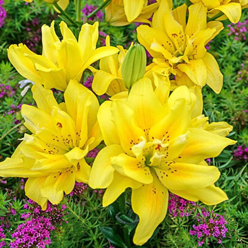 Bulbi de Crini Dublii Parfumati "Fata Morgana", 1 Bucata