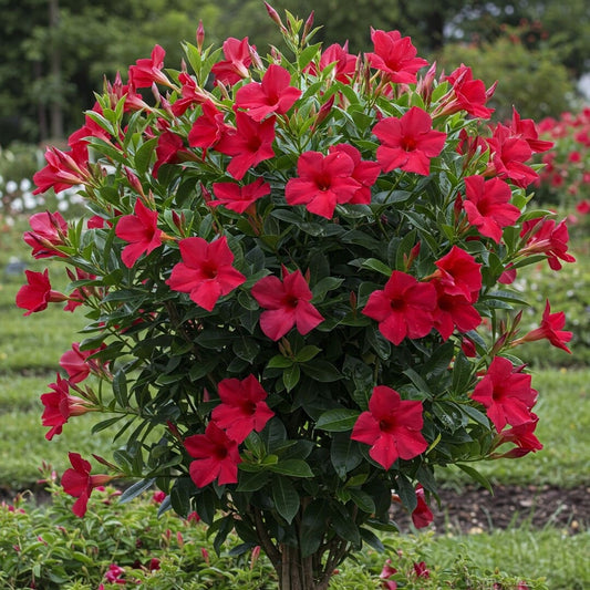 Dipladenia Rosie la Ghiveci 2L - 30-40cm