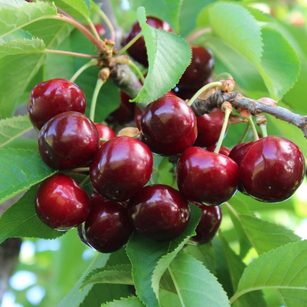 Pom Fructifer Anul 4 - Cires "Early Red", PE ROD 180-200cm