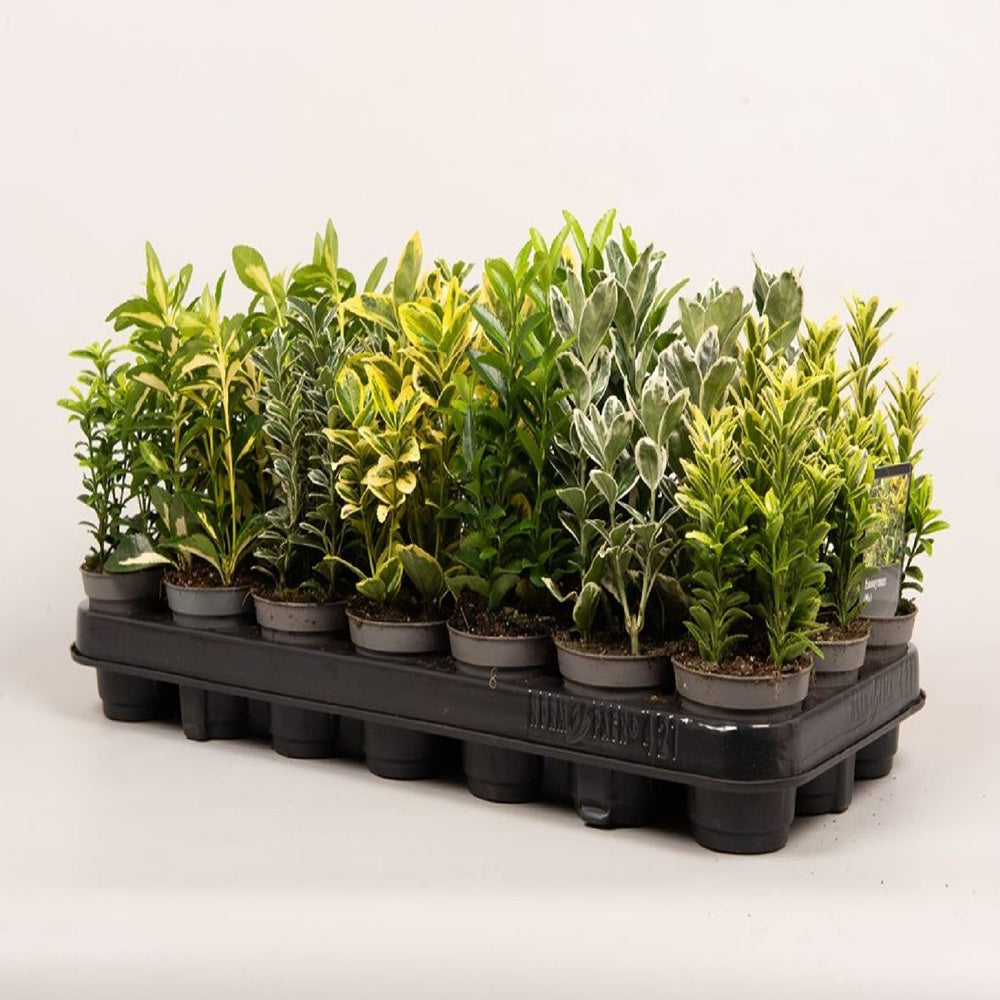 Euonymus - Gard Viu Vesnic Verde - Mix la Ghiveci H 30cm