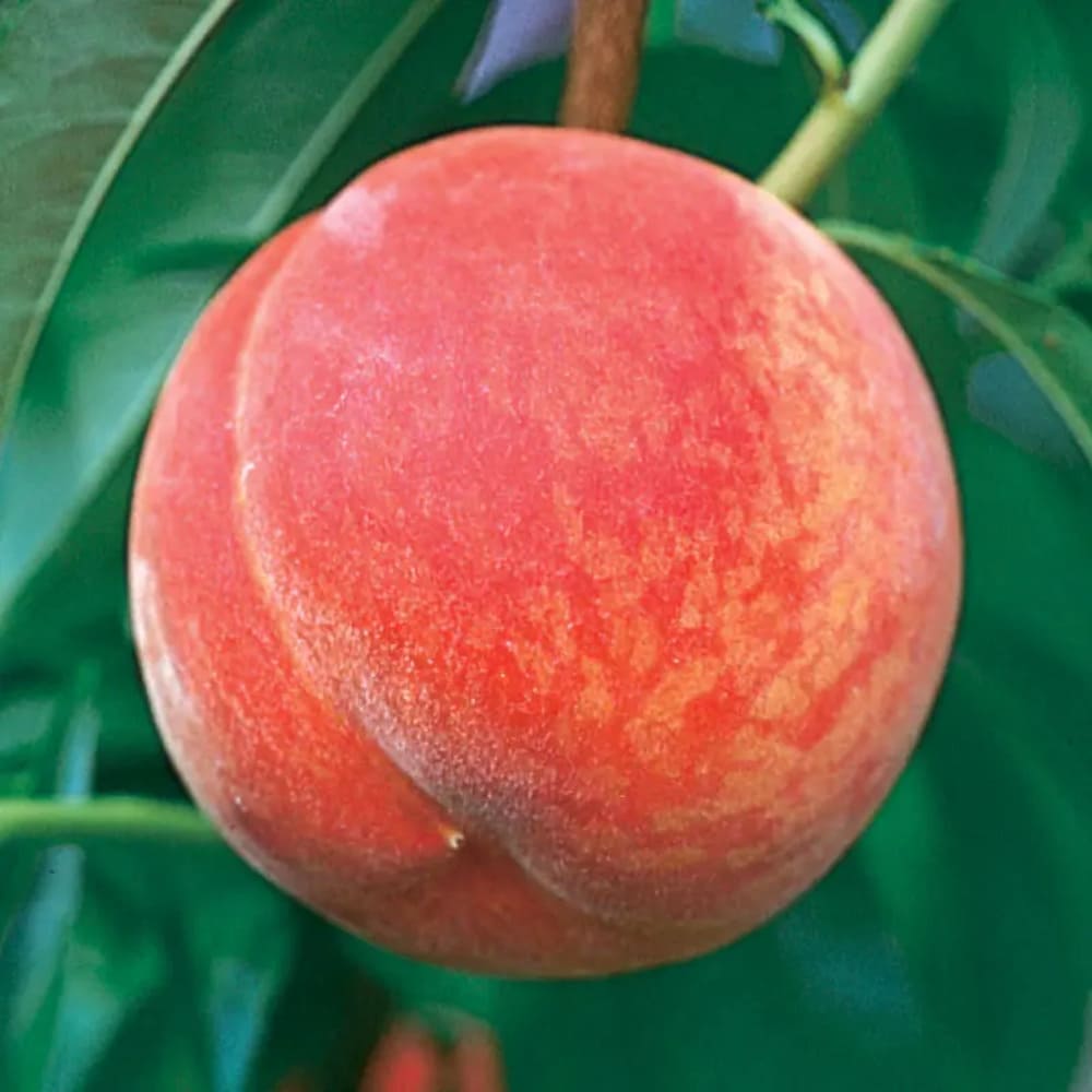 Pom Fructifer Anul 3 - Piersic "Gala Peach", Soi Tarziu