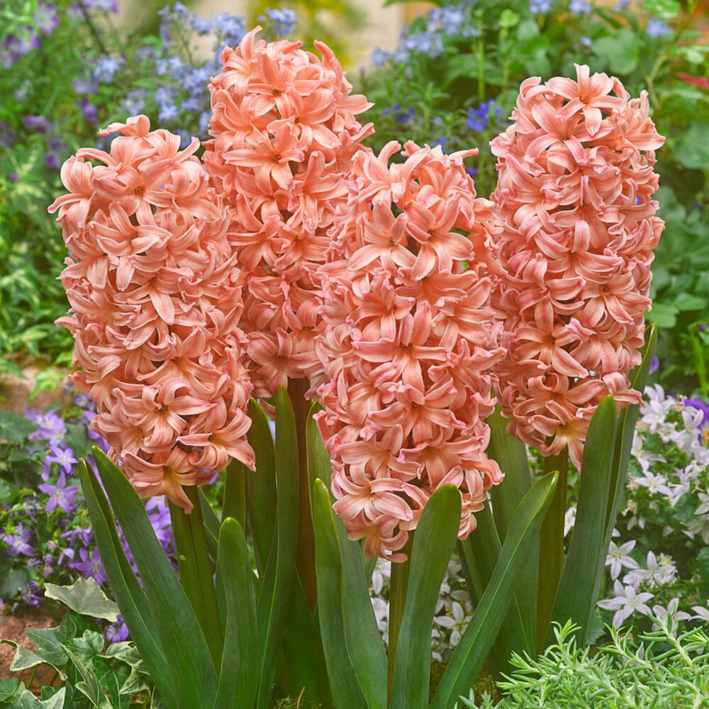 Bulbi de Zambile Parfumate "Gipsy Queen", 3 Bucati