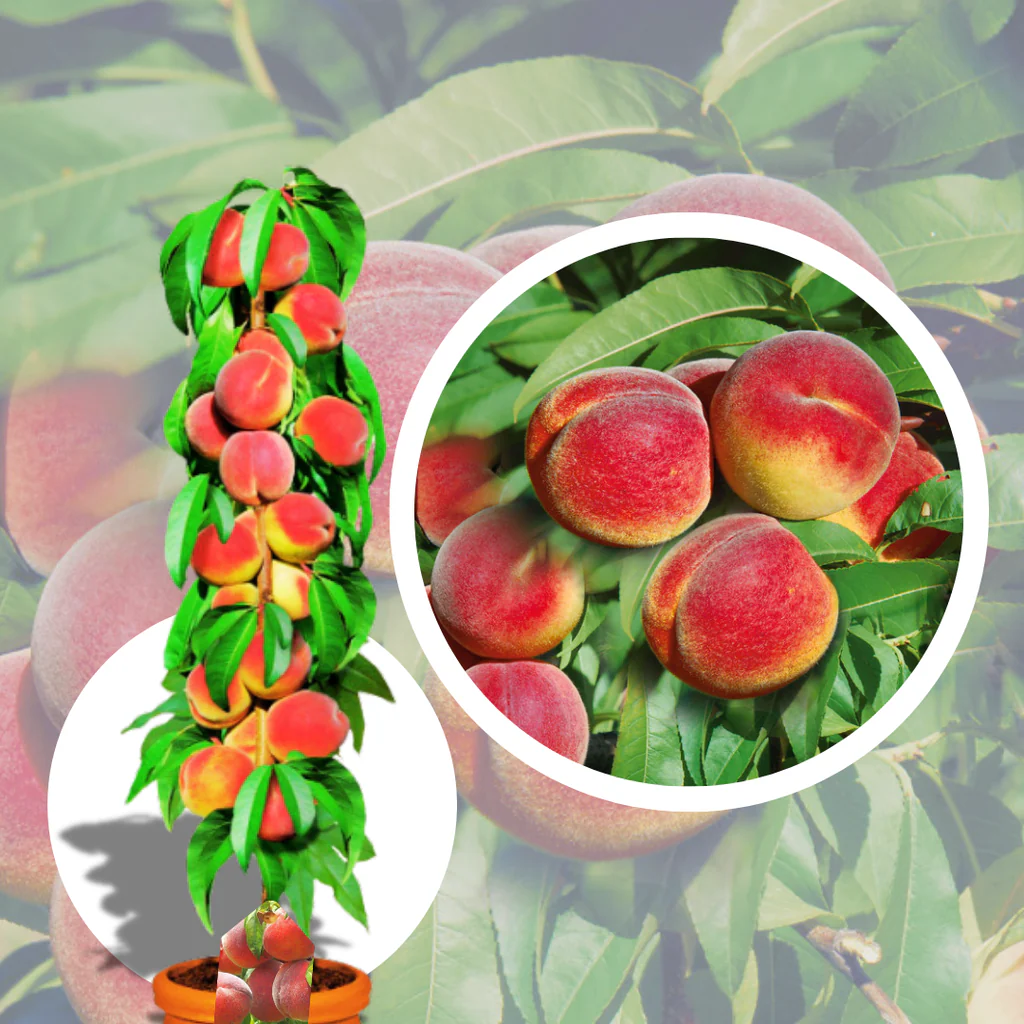 Piersic Columnar "Honey, Pom Fructifer Anul 3