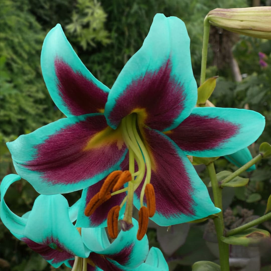 Bulbi Crini Parfumati "Honeymoon", 2 Bucati