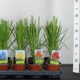 5x Iarba de Pampas la Ghiveci H 40cm+, 5 Culori Diverse