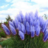 Iarba de Pampas Albastra - Ghiveci 2L H 40-50cm