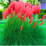 Iarba de Pampas Rosie - Ghiveci 2L H 40-50cm
