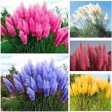 5x Iarba de Pampas la Ghiveci H 40cm+, 5 Culori Diverse