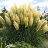 Iarba de Pampas Verde - Ghiveci 2L H 40-50cm