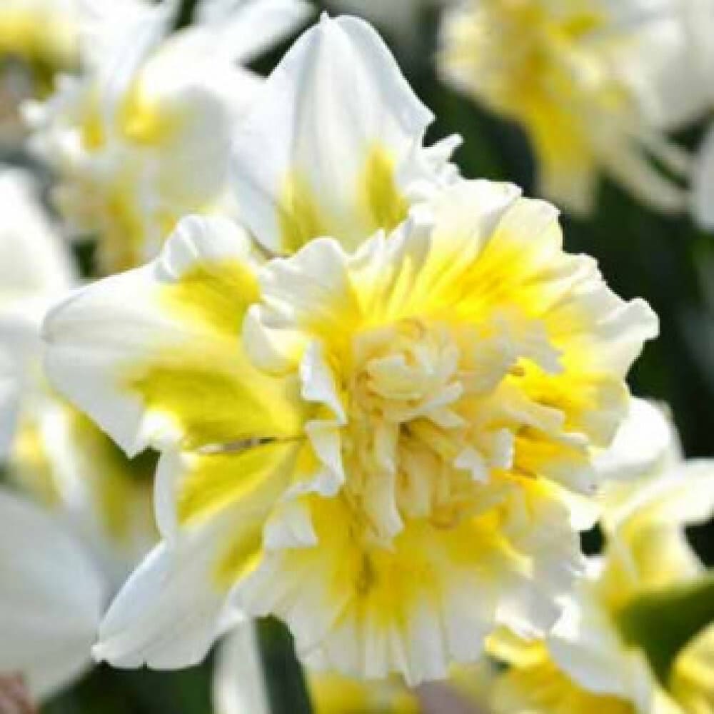 Bulbi de Narcise "Ice King", 2 Bucati