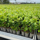 Magnolie Albastra "Blue Opal" - Ghiveci P9 - H 30-40cm