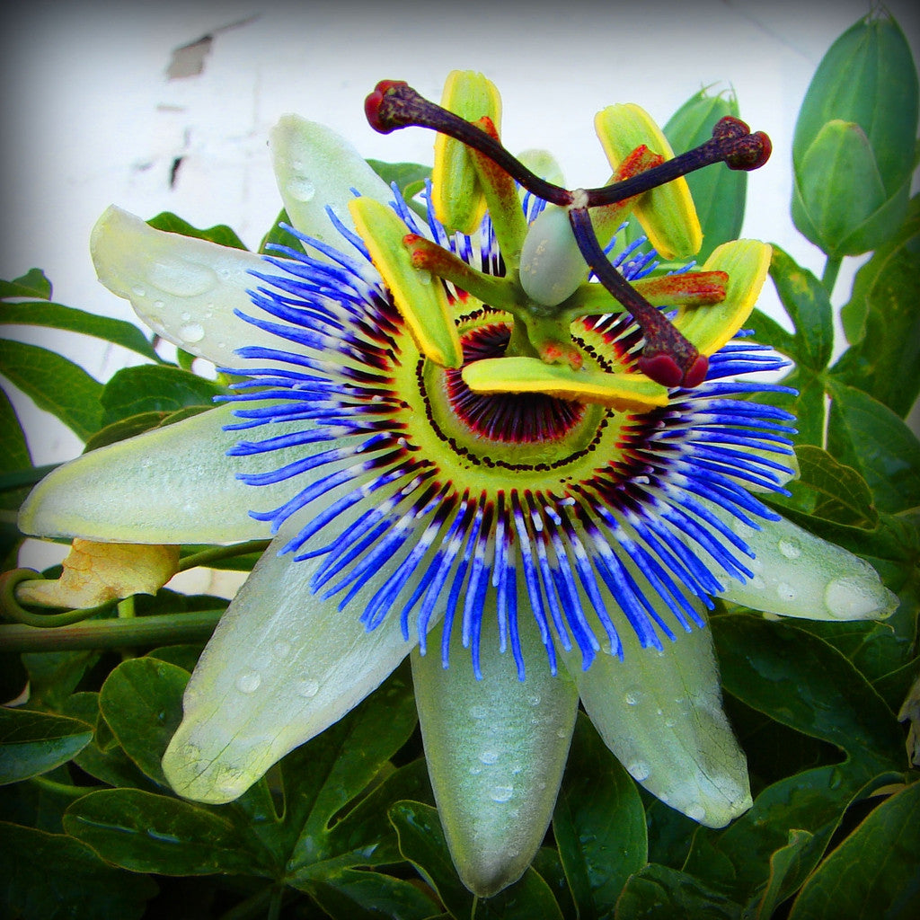 Passiflora "Incarnata Blue" la Ghiveci H 50cm+