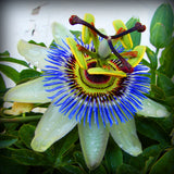 Passiflora "Incarnata Blue" la Ghiveci H 50cm+