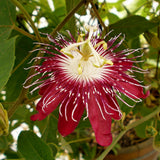Passiflora "Incarnata Red" la Ghiveci H 50cm+