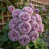 Trandafir Parfumat "Indigoletta", Ghiveci 3L, Anul 4