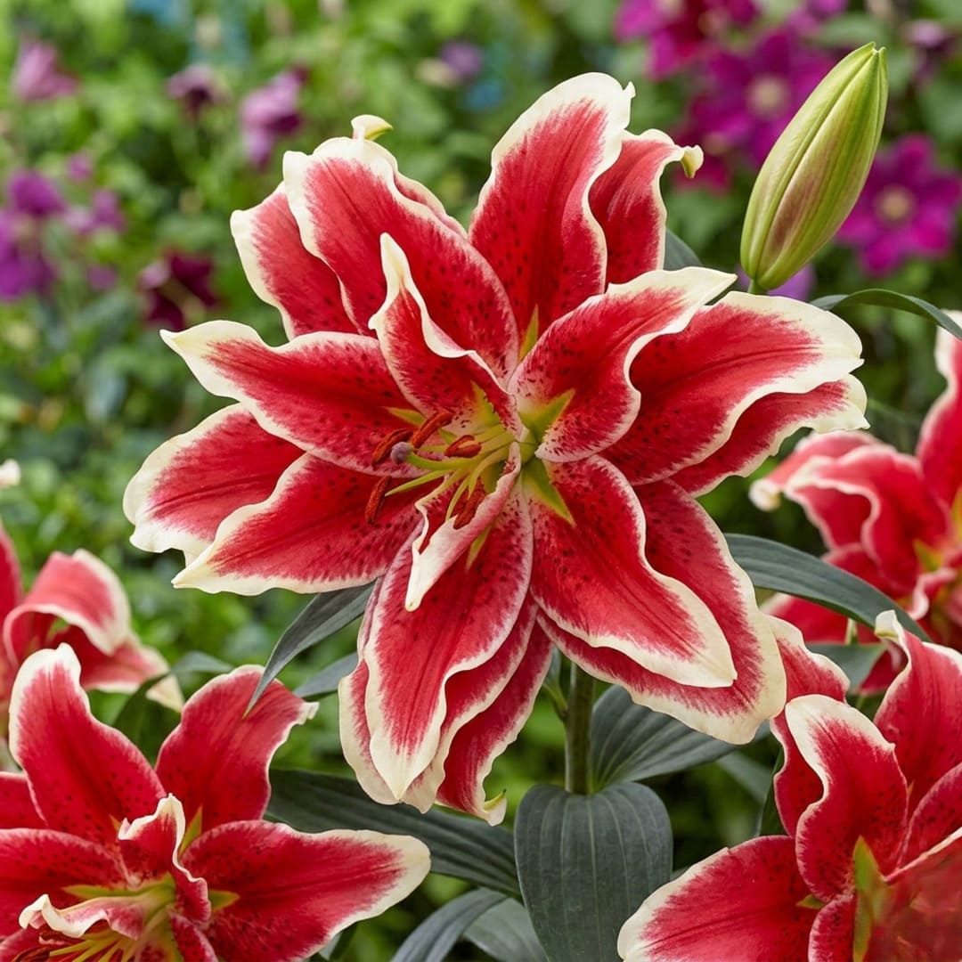 Bulbi Crini Parfumati "Intense Red", 2 Bucati