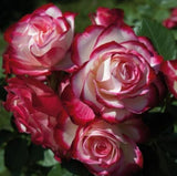 Trandafir Parfumat "Jubile du Prince de Monaco", Ghiveci 3L, Anul 4