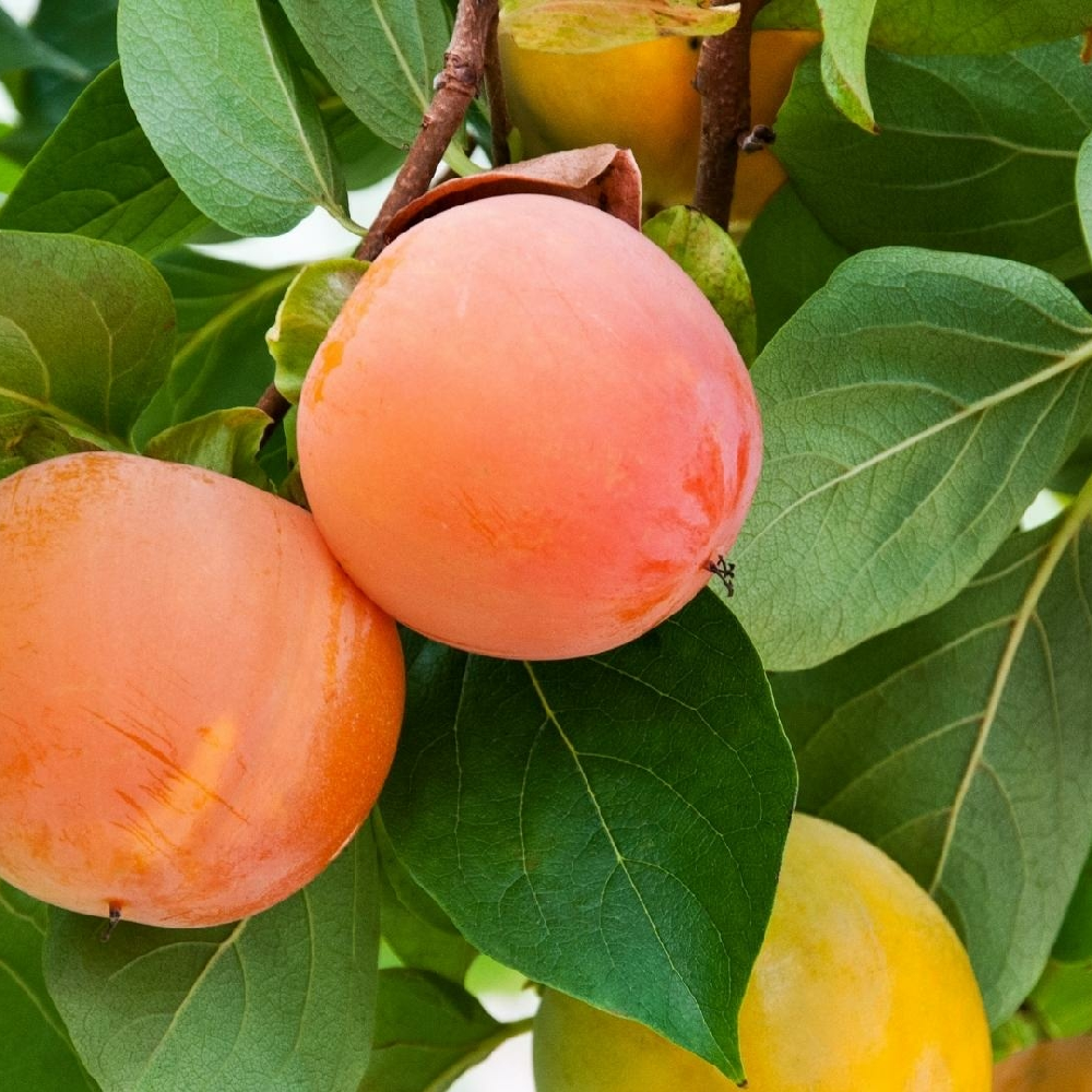 Pom Fructifer Anul 3 - Kaki "Rojo Brilliante" - Rezistent la Ger