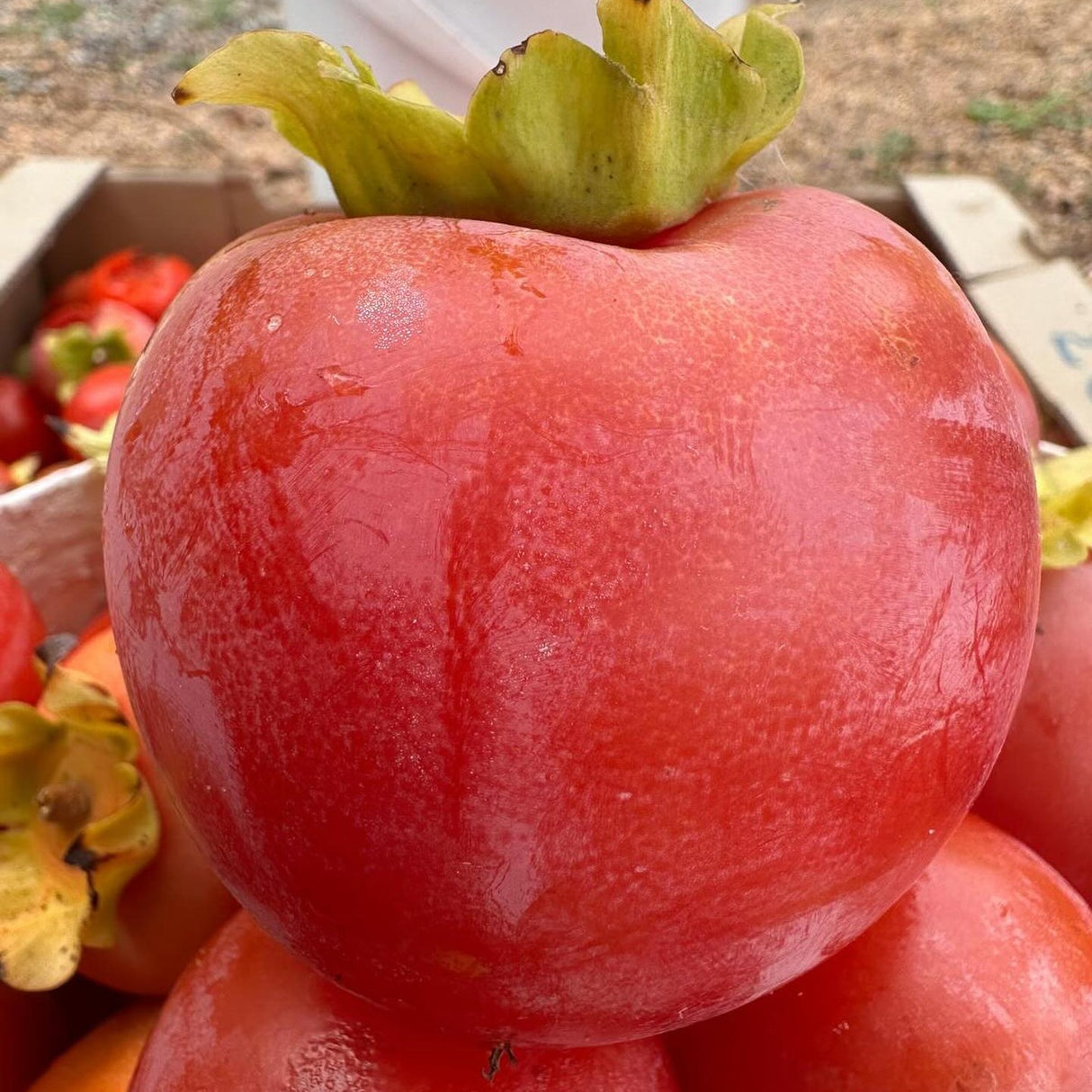 Pom Fructifer Anul 3 - Kaki "Ciocolatino" - Rezistent la Ger