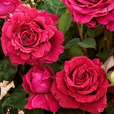 Trandafir Parfumat Floribunda "La Rose des 4 Vents", Ghiveci 3L, Anul 4