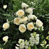 Trandafir Parfumat Floribunda "Lady Romantica", Ghiveci 3L, Anul 4
