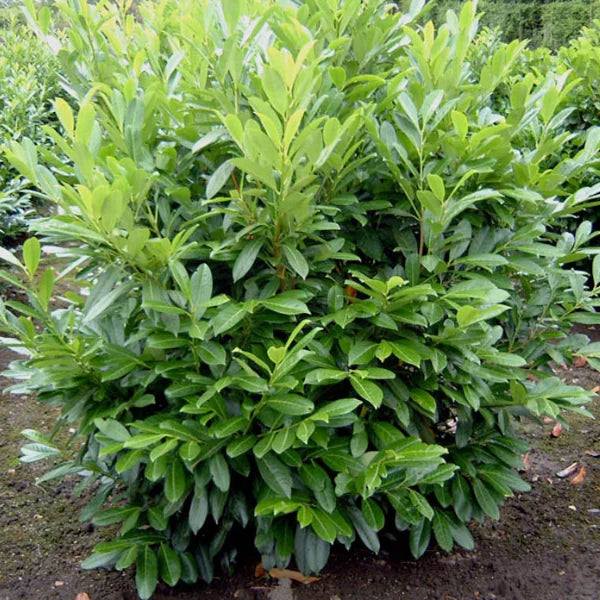 Laur Englezesc "Novita" - Gard Viu Rezistent la Daunatori - la Ghiveci H 50-60cm
