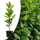 Laur Englezesc "Novita" - Gard Viu Rezistent la Daunatori - la Ghiveci H 50-60cm