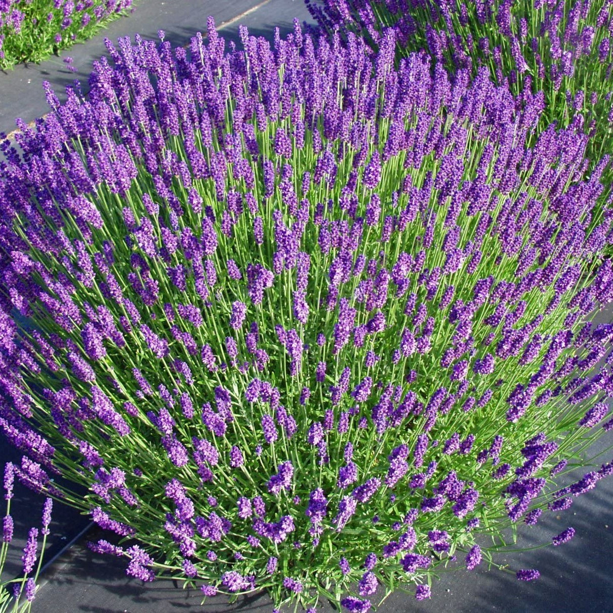Lavanda Mov Tufa "Hidcote" la Ghiveci H 40-50cm