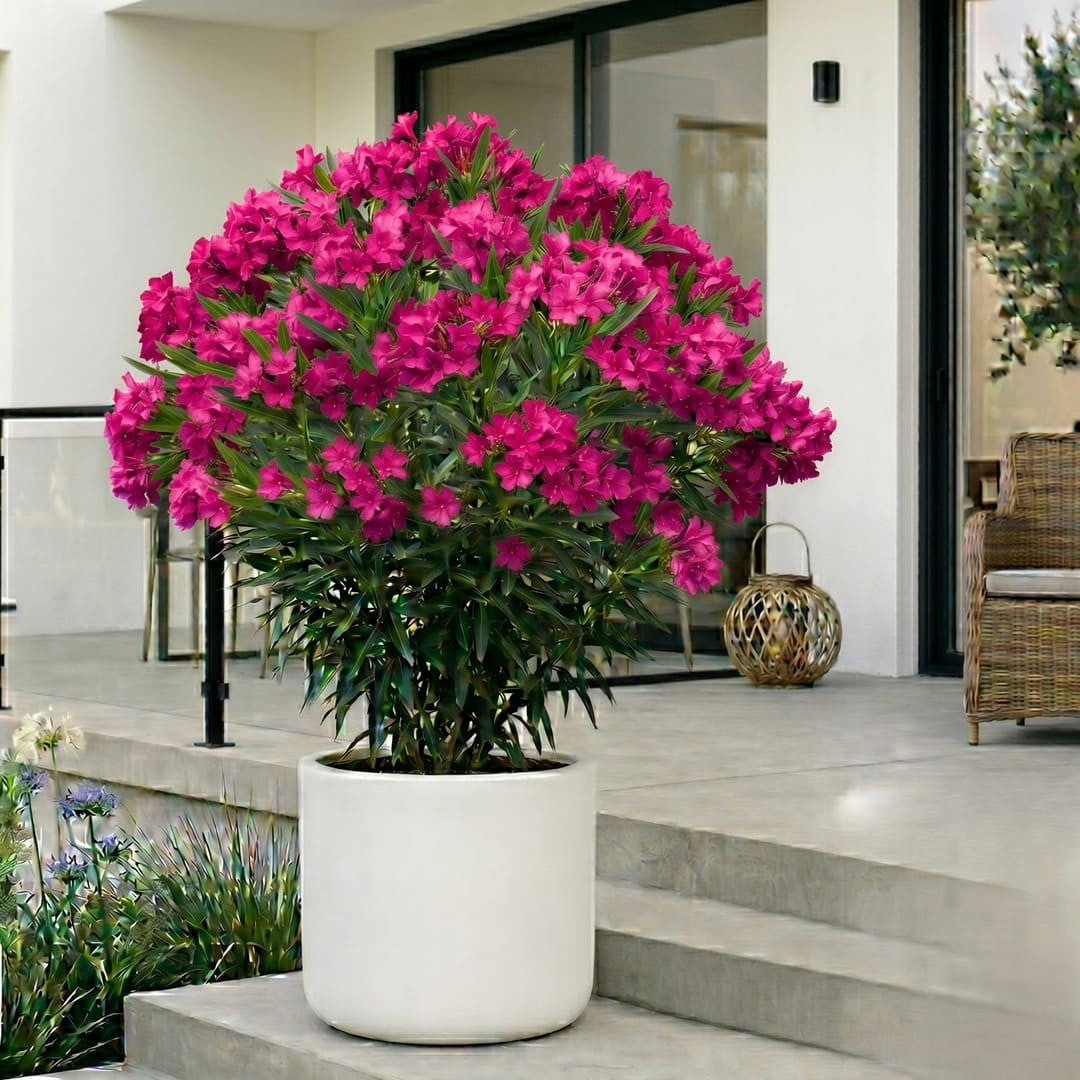 Leandru Magenta Ghiveci 3L - H 60-70cm (Rezistent -25C)