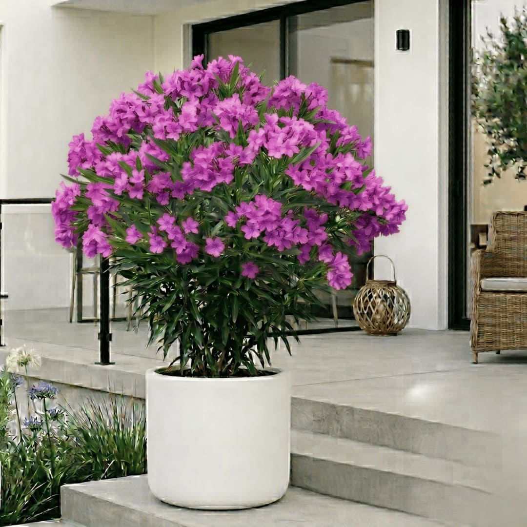 Leandru Mov Ghiveci 3L - H 60-70cm (Rezistent -25C)