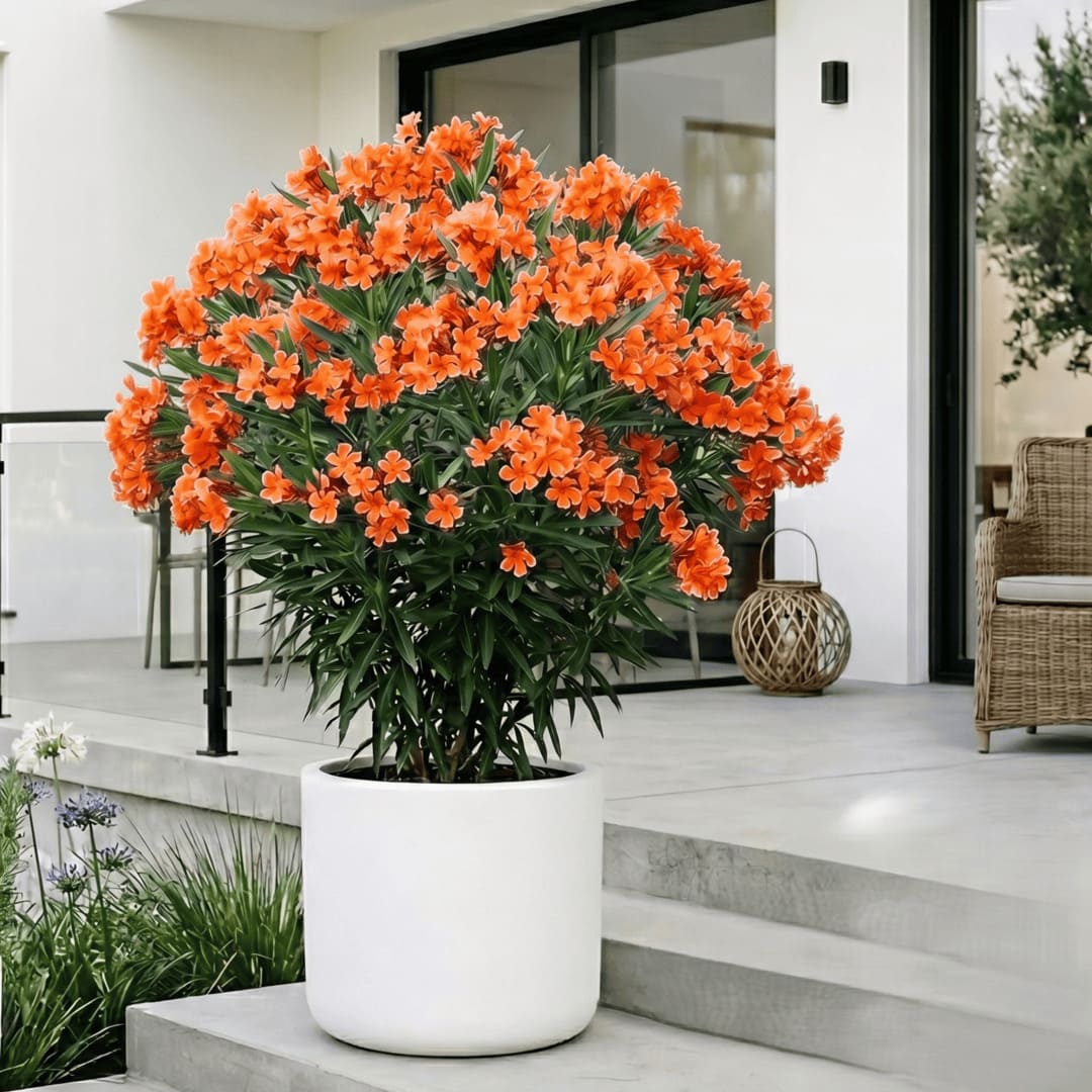 Leandru Portocaliu Ghiveci 3L - H 60-70cm (Rezistent -25C)