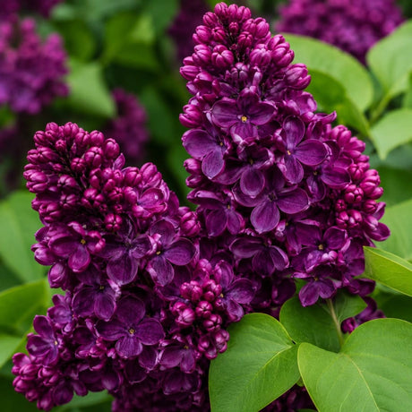 Liliac Mov Intens, Planta Ornamentala la Ghiveci - Syringa Vulgaris