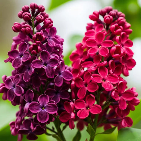 liliac-multicolor-rosu-cu-mov-la-ghiveci