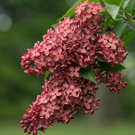 Liliac Roz, Planta Ornamentala Syringa Vulgaris la Ghiveci