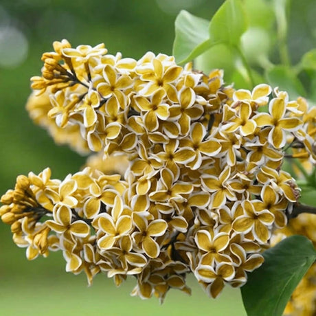 Liliac Verde Lime cu Alb, Planta Ornamentala la Ghiveci